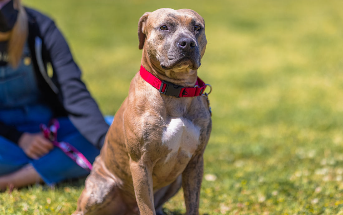 Pup of the Month: Jenkins