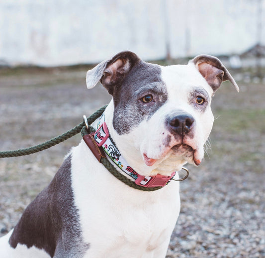 Pup Of The Month: Lexi