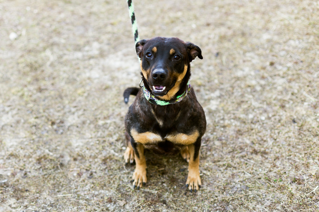Pup of the Month: Moana