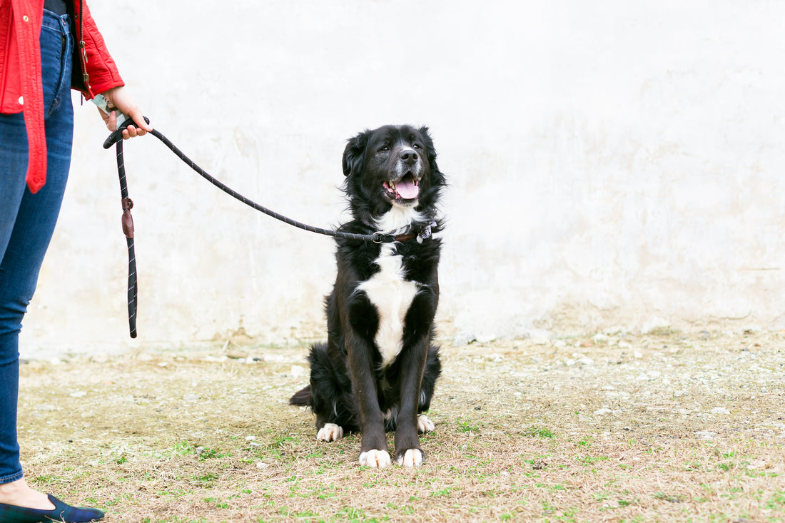 Pup of the Month: Tux