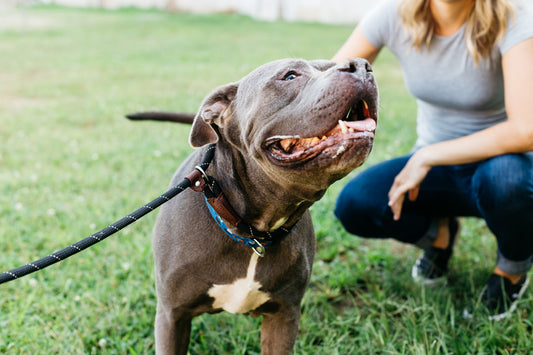 Pup of the Month: Blue